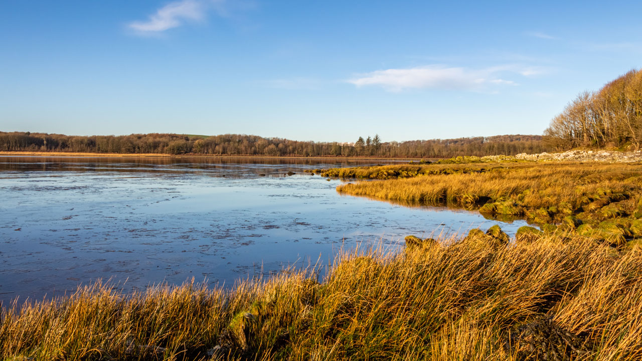 A pond in late fall or early spring surrounded by dormant and dead grasses, the water brackish with algae, sediment, or mineral buidl up.