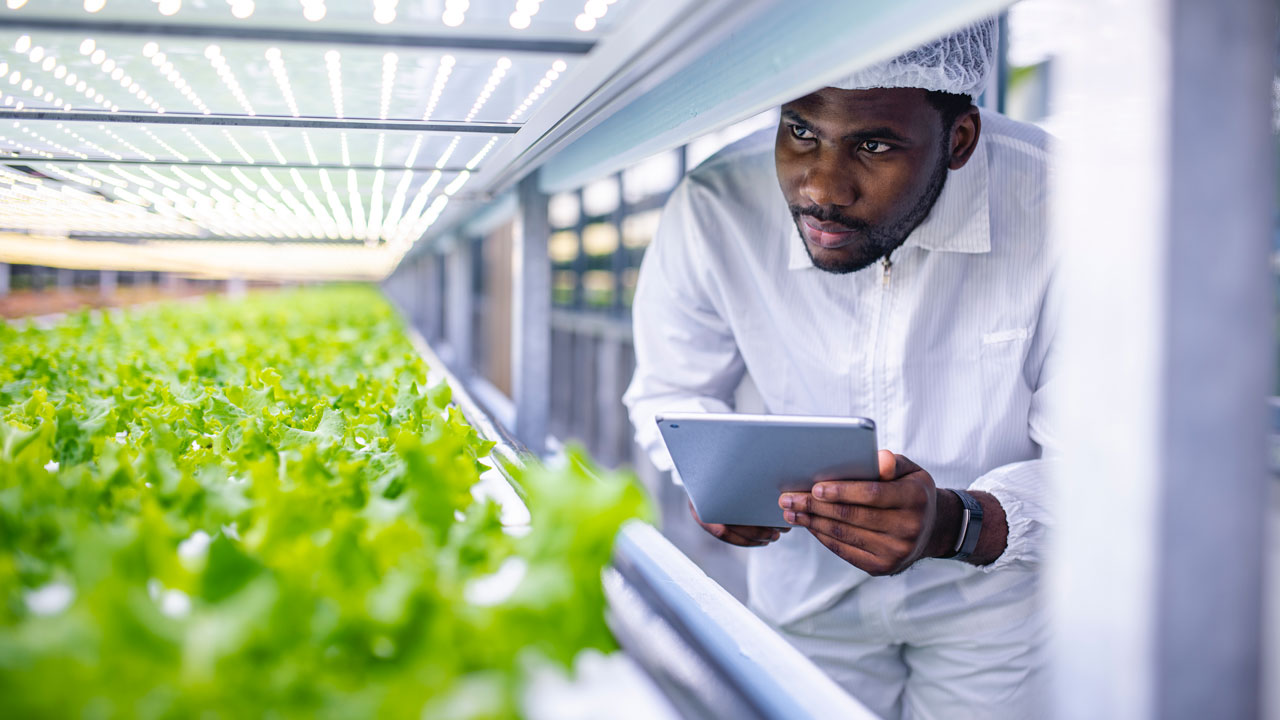Man in white lab work clothes and hair net inspects hydroponically grown lettuce