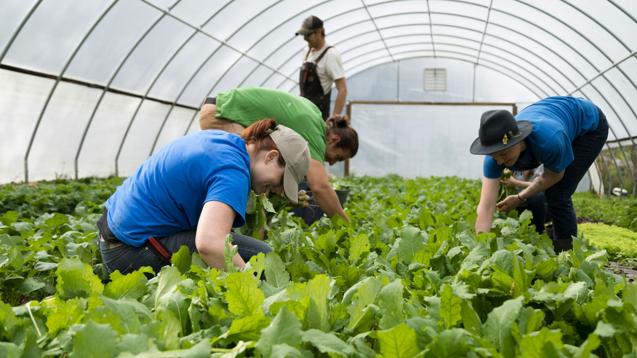 Four young farmers in a hoop house harvesting turnips