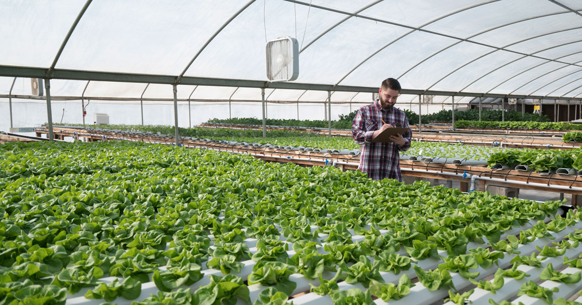 Man with clipboard in large controlled environment greenhouse with rows of hydroponic leafy greens.