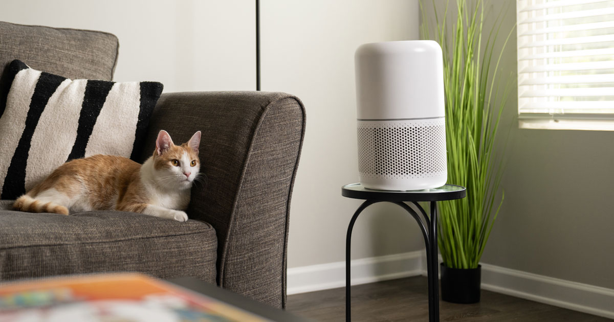 Air Filters vs. Air Purifiers: What's the Difference?