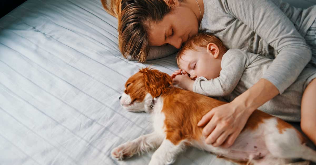 How To Get Rid Of Pet Dander in Your Home